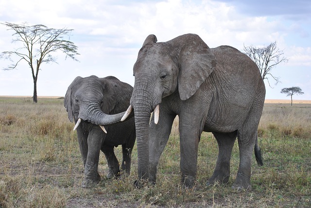 Elephants in Tanzania.