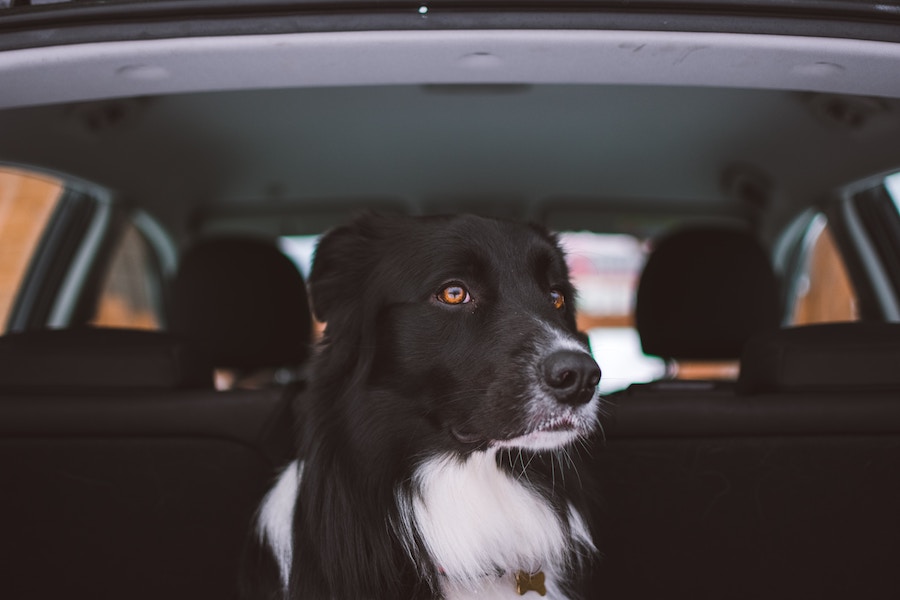 Dog in car roadtrip