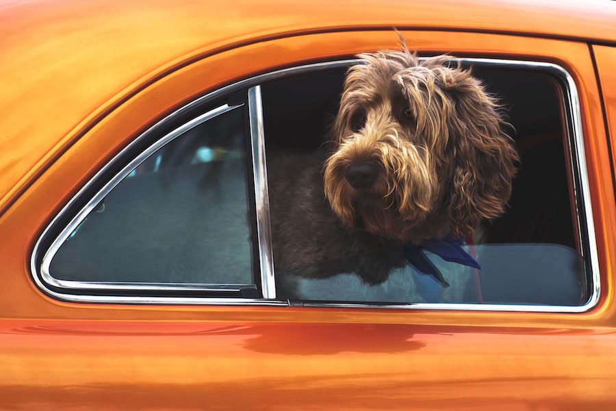 Dog in car roadtrip