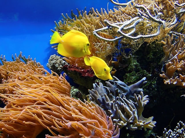 fish in the Great Barrier Reef.