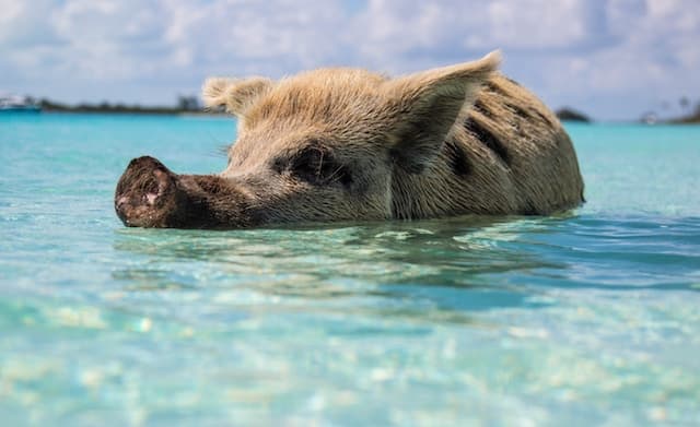 a pig swimming in the Bahamas. 