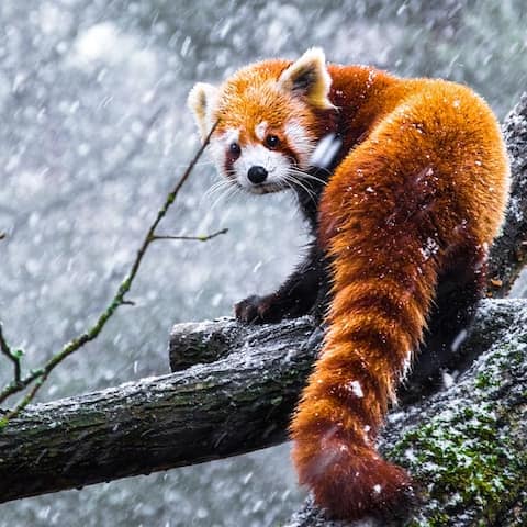 red panda facing the camera
