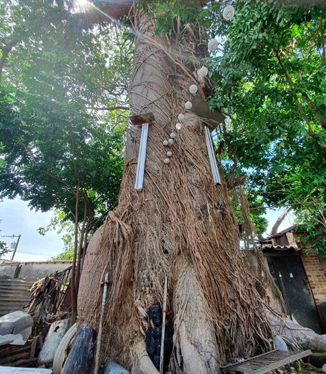 Ceiba Tree in Havana. 